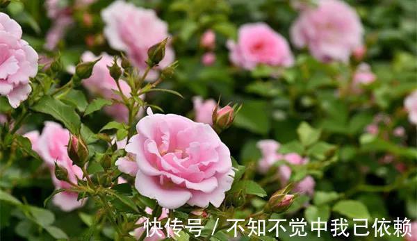 月季开花爆盆很简单，用3种自制花肥，吃了蹭蹭长，轻松满盆！