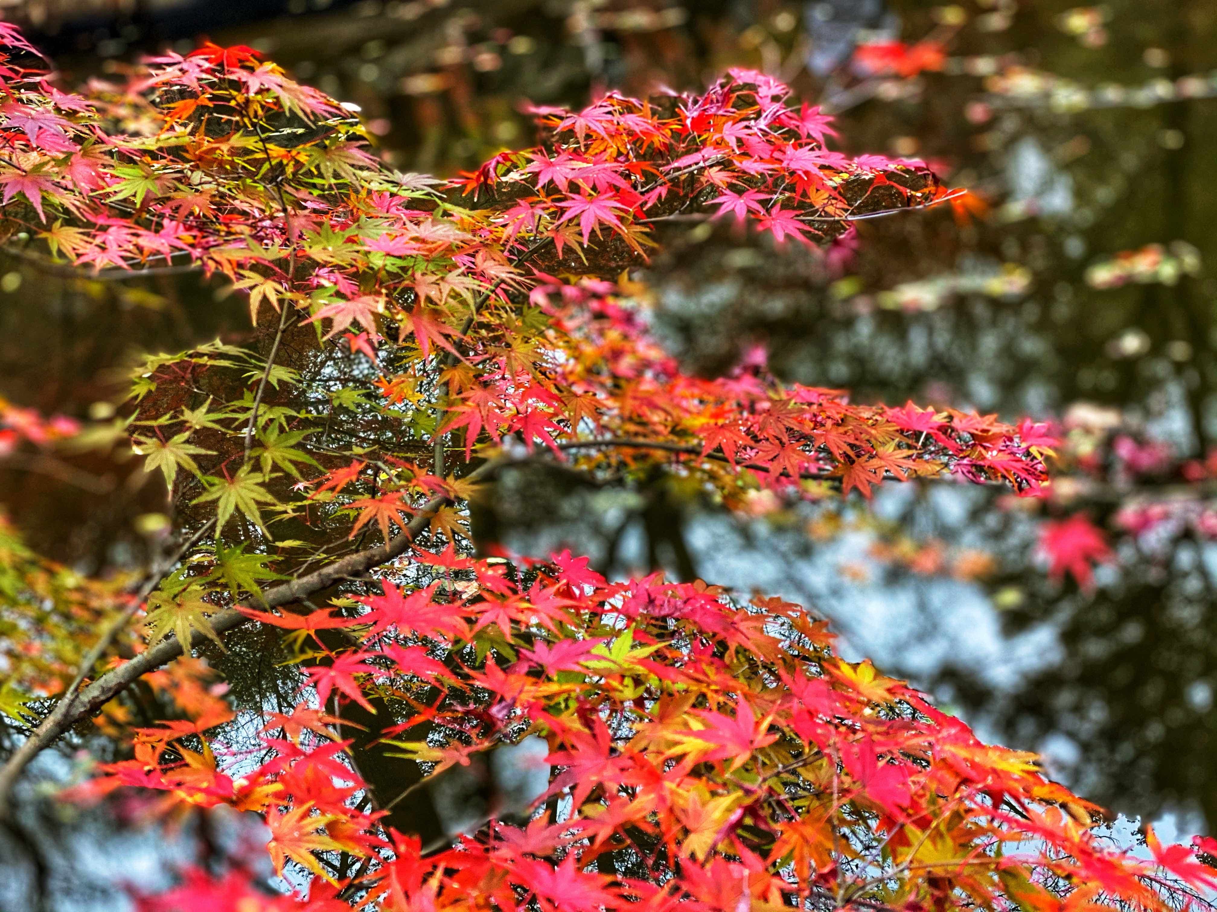 到栖霞山赏|初冬的南京栖霞山，来一场色彩斑斓的旅行