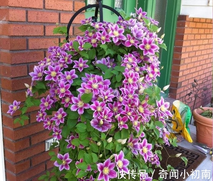 喜欢养花,不如养盆郁金香,花形似牡丹,超级好养