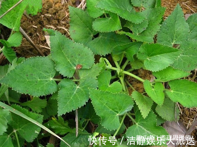 美容养颜|女人不想被叫“黄脸婆”，常吃这4物，美容养颜，60还是少女肌