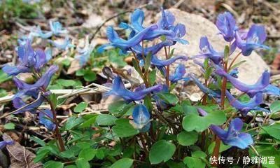 横扫|一个2味药的经典配方,心痛、胸痛、胃痛、腹痛,横扫全身各种痛