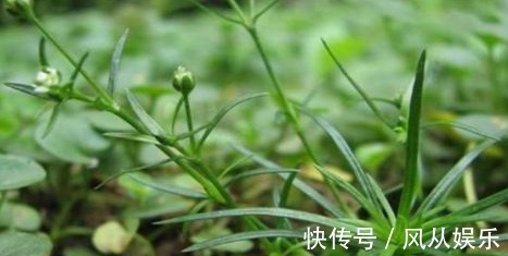 滋阴|女性不想变黄脸婆,要坚持吃的食物,补血滋阴,延缓衰老