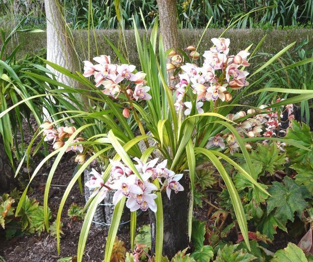 兰花浇水有“3看”，一个不小心，叶子全黄啦。