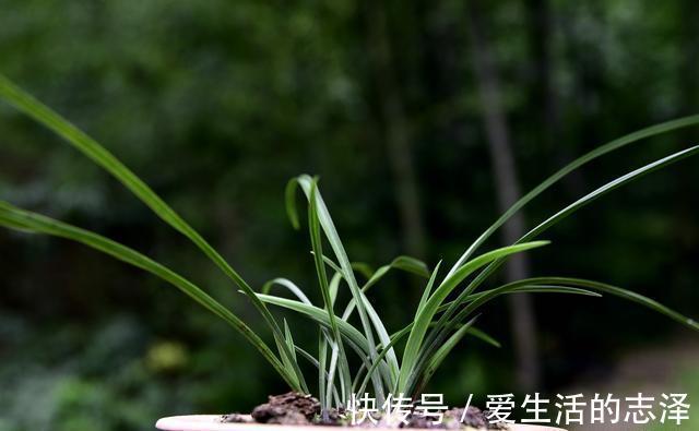 家养|夏天养兰花，究竟能不能淋雨？兰友：最怕这样淋