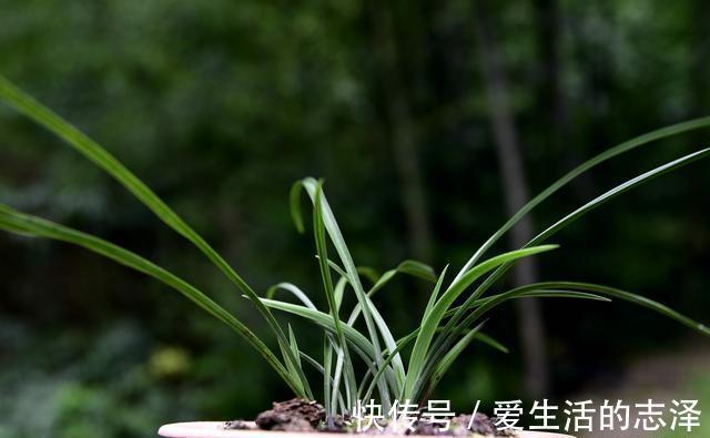 家养|夏天养兰花,究竟能不能淋雨?兰友:最怕这样淋