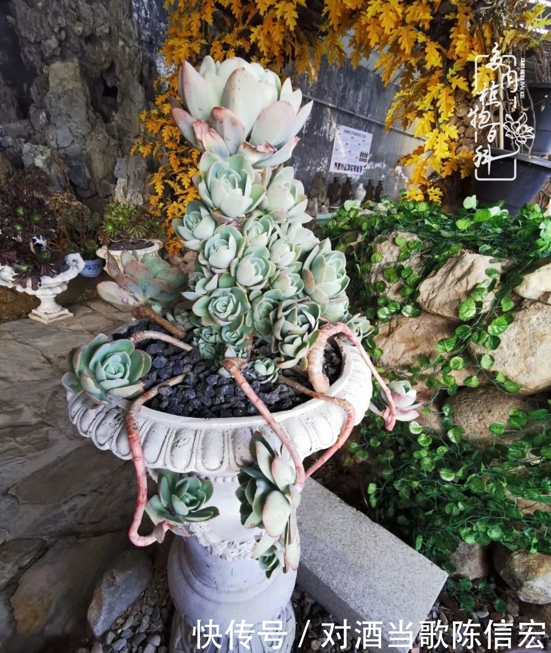 多肉桃花源:别人笑我太疯癫,我笑他人看不穿!