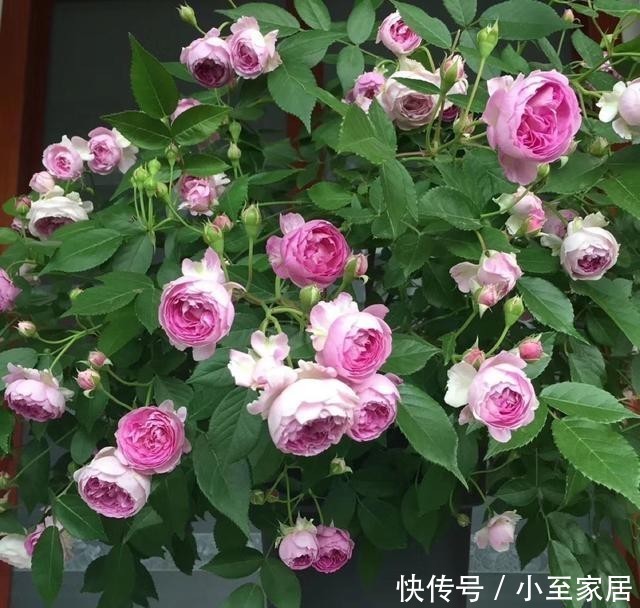  香气|3种有趣的“月季花”，不仅勤花，还带有香气，花开不停