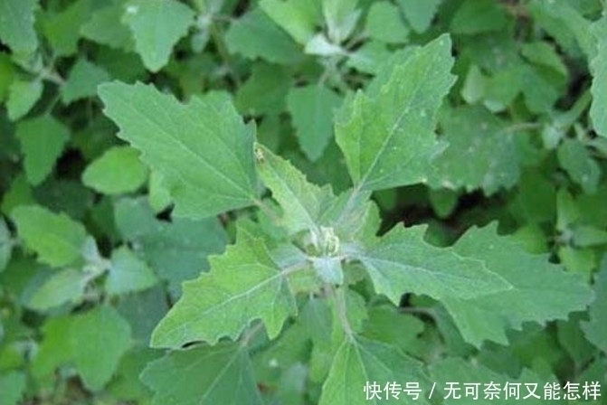 营养|如果想要补钙,吃这种野菜就够了,不用花钱而且营养丰富