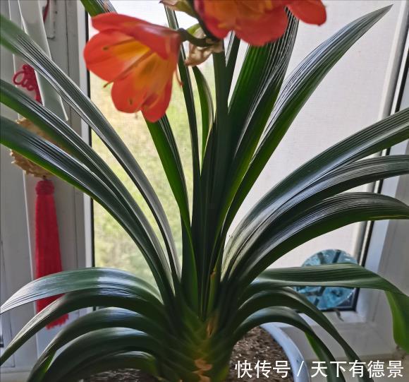 根系|夏天养君子兰,记住“2不要”,高温下好度夏,一连能养很多年