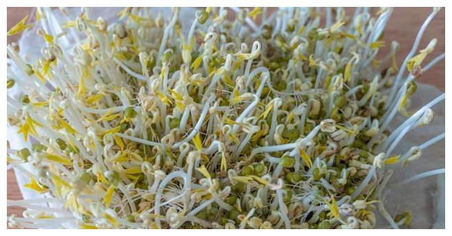 在家发豆芽原来这么简单,又粗又嫩不会烂,做法超简单,4天开吃