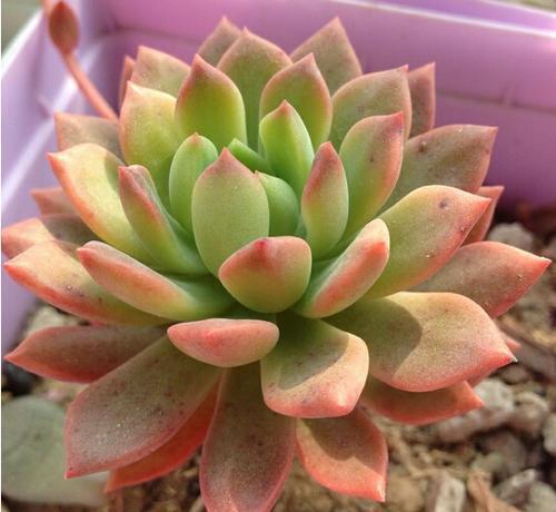 夏天|多肉马库斯真皮实,夏天不休眠,好养好看长成群生肉墩子