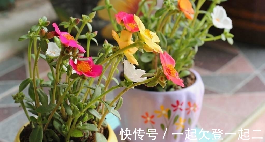 植株生长怕烂根,在盆底垫上这些东西,我们还要注意什么?