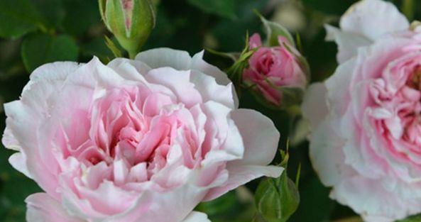 世霸|喜欢菊花,不如养盆“花中精品”幸福之门,似美人起舞,艳丽清雅