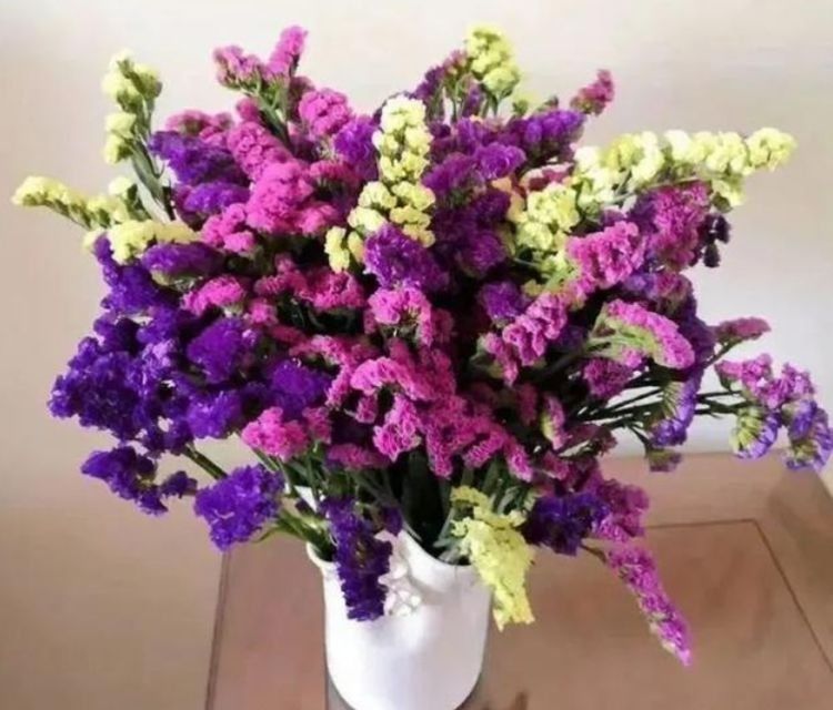 自带香气的花草,养在客厅幽香醉人,而且还特别好养活