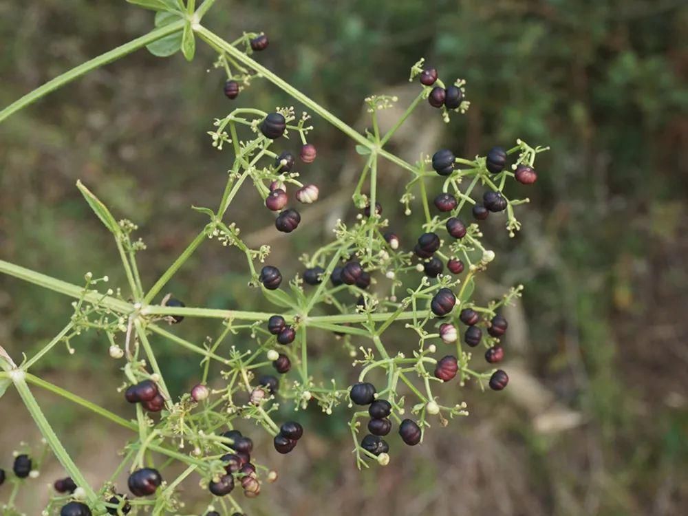 满身是刺,常被当成农田害草,殊不知价值很高,曾是古代植物染料
