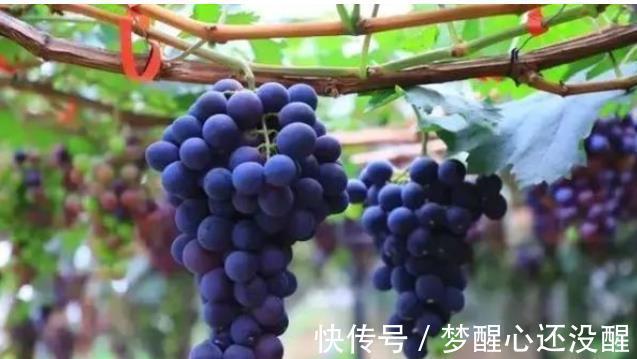 苹果|血脂高,夏天能吃葡萄吗?医生:“3种水果”或可常吃,血脂稳定