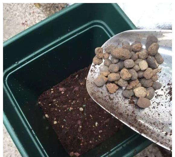 养好虎皮兰，做对四个点，叶片硬挺长得高，满盆“虎芽”撑破盆