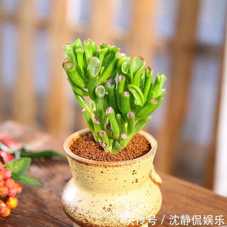 品种|9种比较稀有的多肉品种,追女朋友神器,让女神爱上多肉爱上你