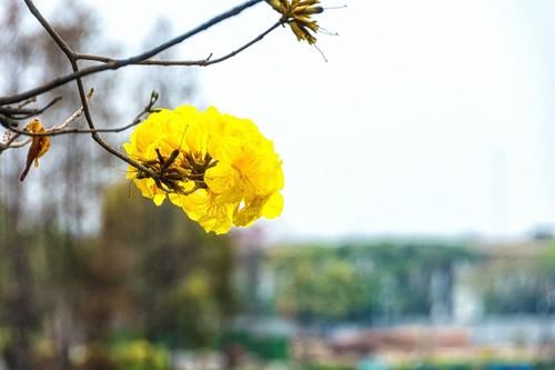 周未|摩天轮下的春花盛宴，春到白云湖