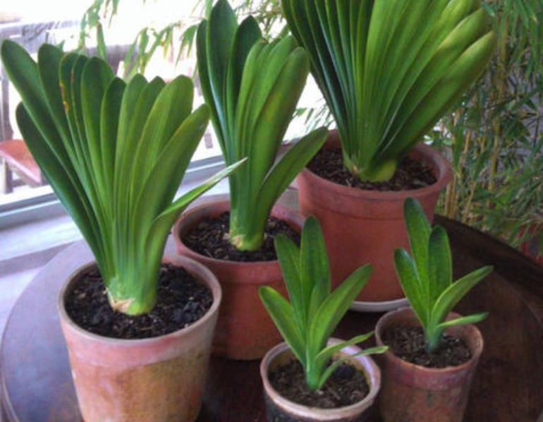 君子兰迟迟不开花别着急,几招催花方法,让君子兰砰砰开花