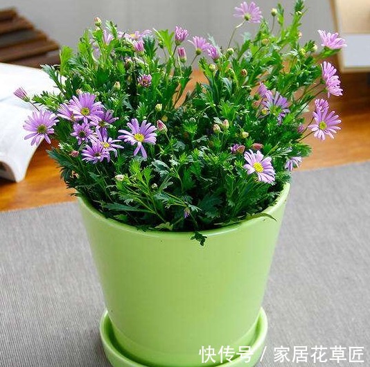 姬小菊|不招虫3种植物,放在家里又美又干净,心情也会变好,赶紧养1盆