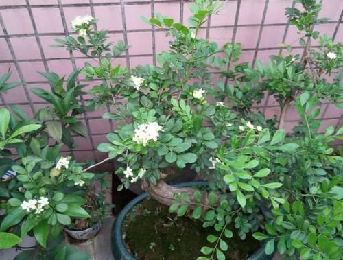  不烂|盆栽九里香，该怎么管理才能不烂根？早预防早治疗？
