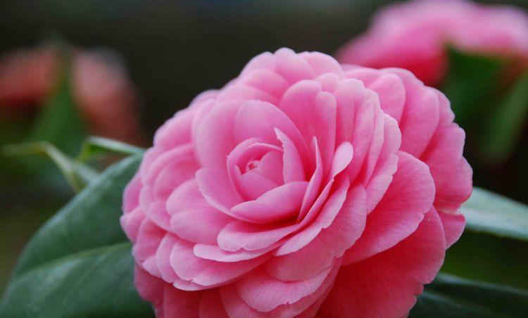 4种花堪称“开花机器”,365天都在开花,漂亮大气!