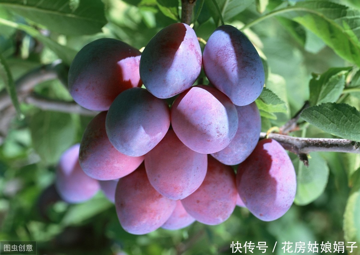 满枝|开花结果前,用啥花肥多不如它,养啥旺啥,花爆盆果子挂满枝