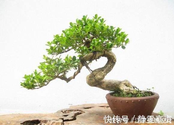 枝干|哪种黄杨最美？怎样栽培？制作盆景该注意什么