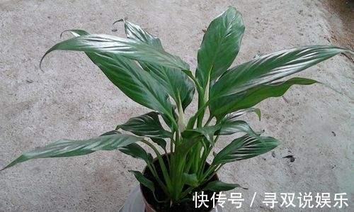 盆栽|养花不会施肥记住3点就行了，学会了“一生受用”