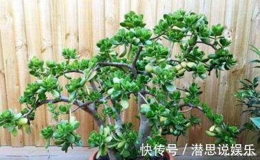 居家养棵树，旺财又福寿，1月不浇水，也能长，还越养越“值钱”