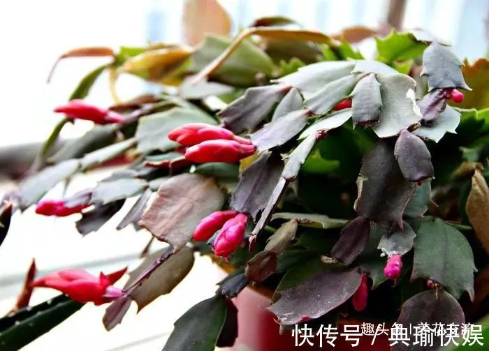 春末夏初特适合植物扦插繁殖,剪下来的枝条快速生根的方法