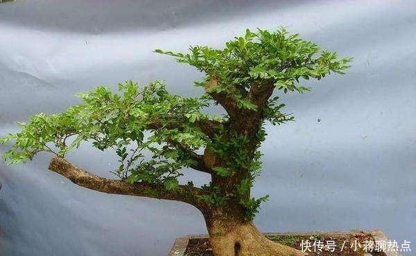 栋梁|1种“植物”，是客厅“镇宅王”，养一盆家人兴旺，我就养了