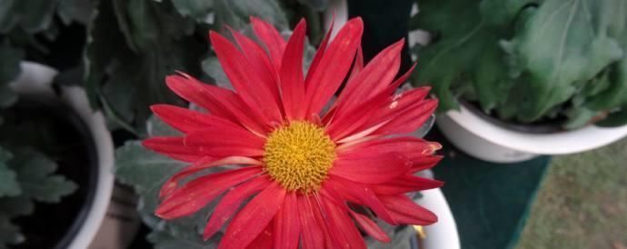 红光|喜欢菊花的话,养花罗的优秀名字菊花就行了桃子像吐红霞一样,红光要掉下来了欣赏