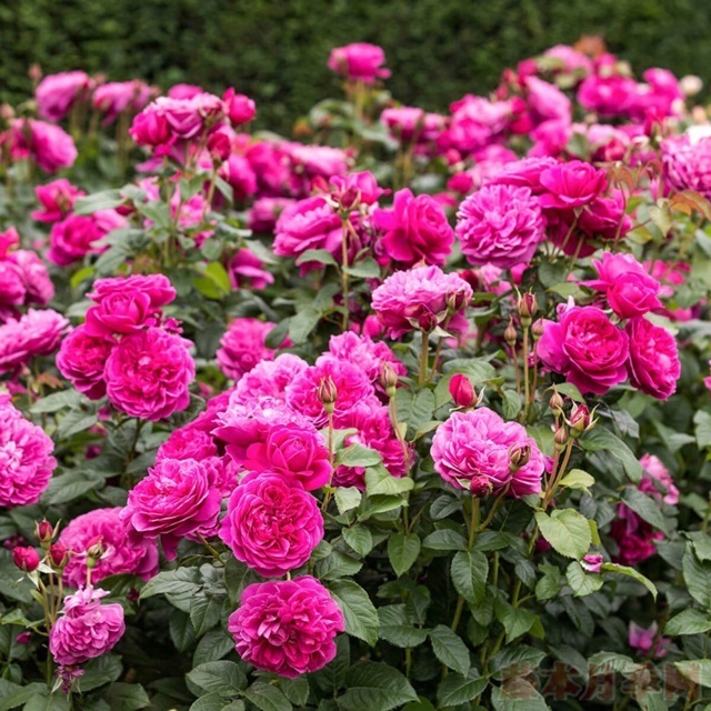 喜欢玫瑰，首选这款“精品玫瑰”詹姆斯玫瑰，花型丰满，富贵华美