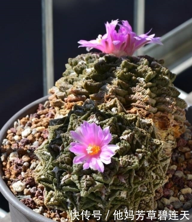 这个小盆栽居然卖600多万,快看看你家有没有!