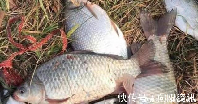 春钓|春钓“对付”大板鲫,我就喜欢用这诱鱼套路,比钓草鱼还过瘾