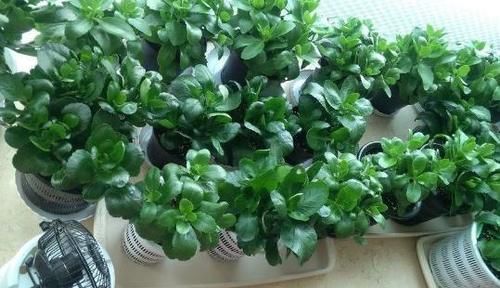 忌讳|养长寿花,将“4忌4喜”进行到底,爆盆开花只是分分钟的事情