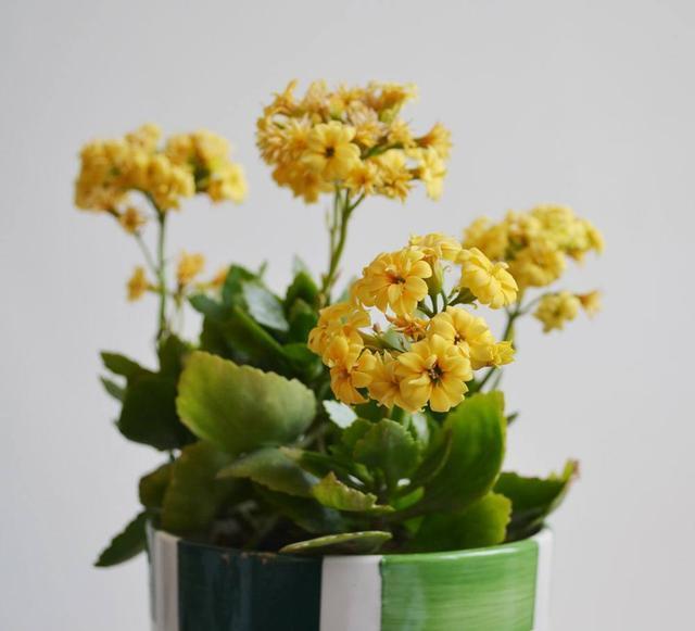 养好长寿花很简单!从这5方面下手,花期长开花旺!