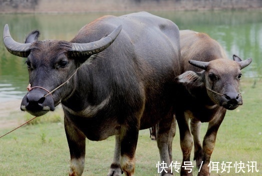 财盛家宁|属牛人和这两大生肖做夫妻，再穷也早富，数钱不累！