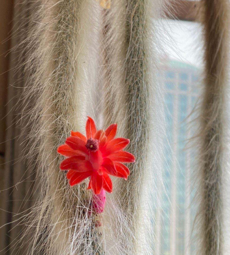 猴尾|想养仙人掌，就养一盆它，枝条形状奇特开花很美，观赏价值高