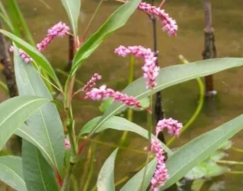 如今|水田里比辣椒更“辣”的野草,是天然的酒曲,如今城里30元一斤