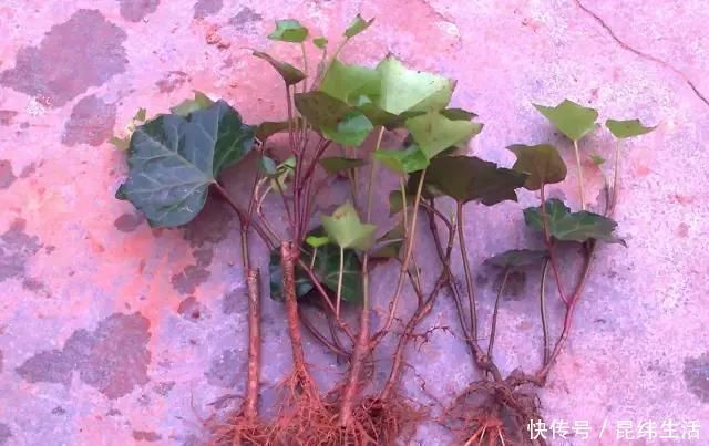 养花|养花爱好者看过来这15种花现在“扦插”,生根快,一个周就长芽