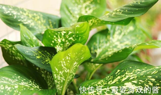 这7种绿植是空气净化小能手,很适合养在室内,美观又增氧