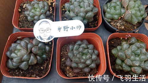 肉友|养多肉浇水需要注意细节，浇水方式要考虑多方面，才能养好肉肉