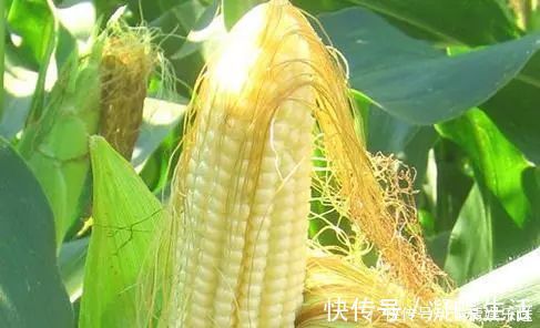 维生素k|玉米须泡水喝，难道真有那么多神奇的功效吗？怎么制作玉米须茶？