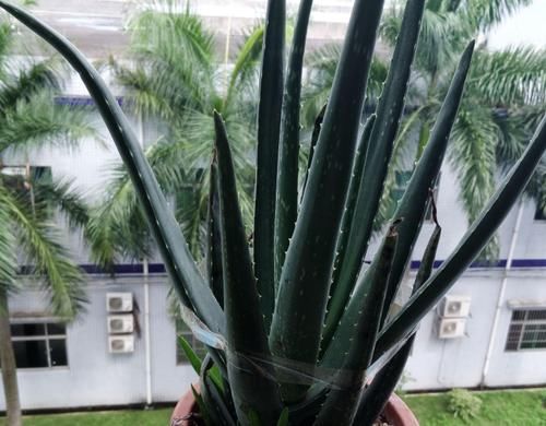 痴迷养花不要错过这“5款”，漂亮好养又杀菌除尘，让人待得舒服