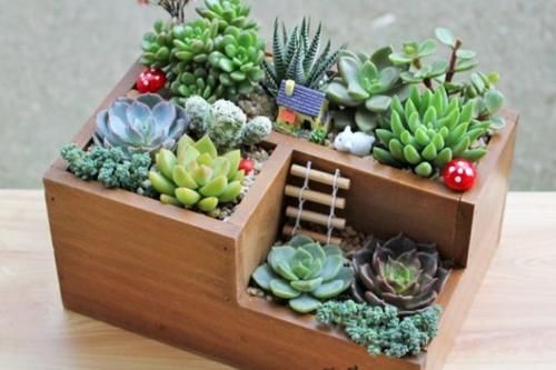 多肉植物怎么养？