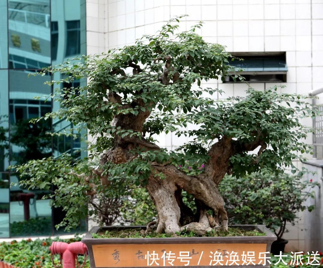 步曲|三角梅盆景制作6步曲,看懂了自己也能做出精美绝伦的三角梅盆景