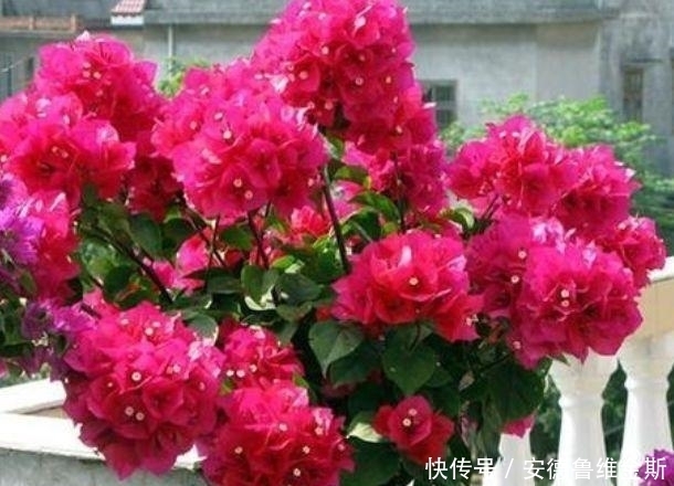 4种漂亮花,阳台开出花海,妖艳妖娆,层层交叠,烂漫迷人眼